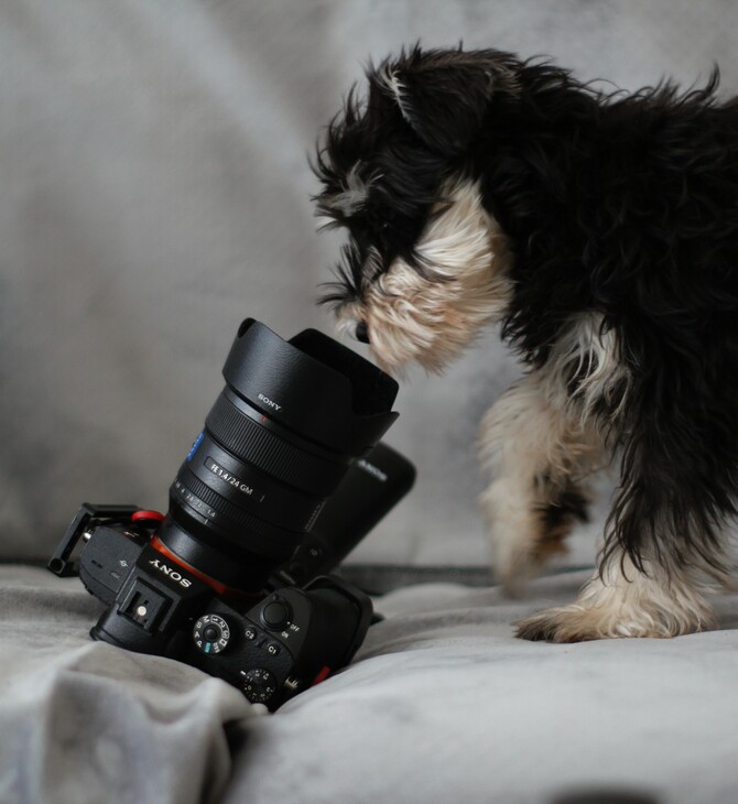 Σκύλος κοιτάζει φωτογραφική