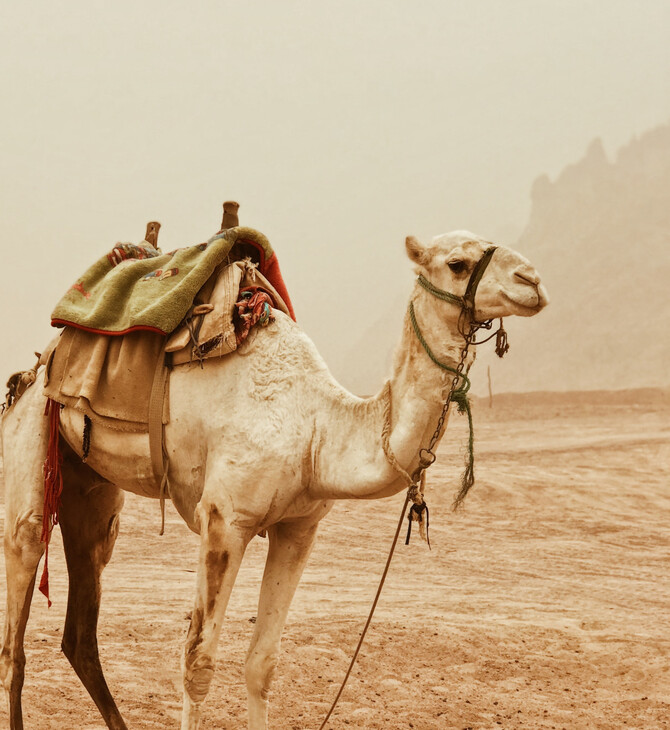 Καμήλα σε έρημο