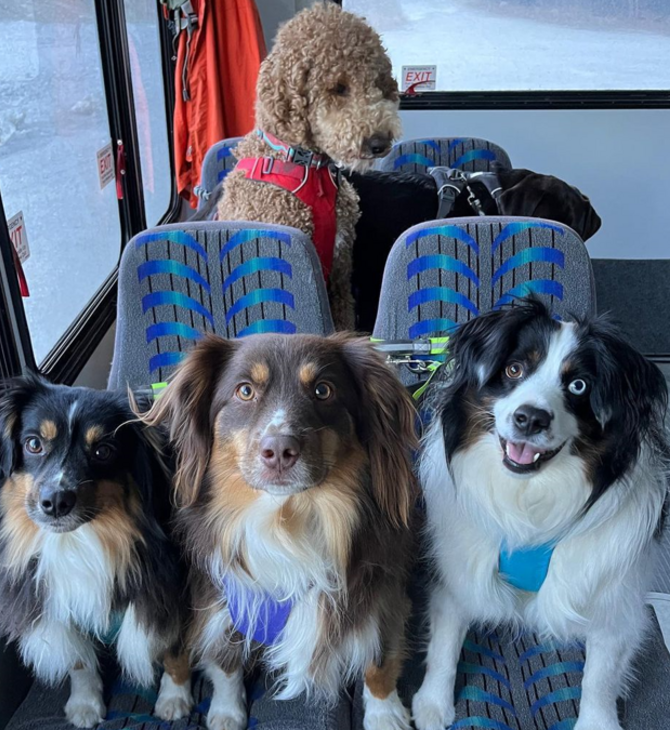 Σκύλοι σε λεωφορείο