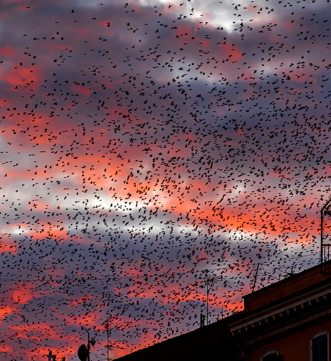 Rome’s starlings create a stunning spectacle.