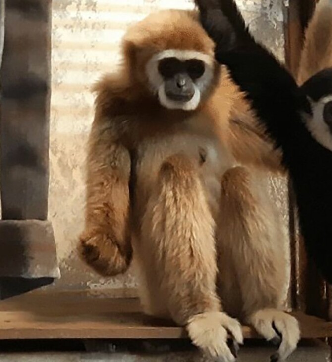 Η Momo και το μωρό της. Φωτ: Kujukushima Zoo