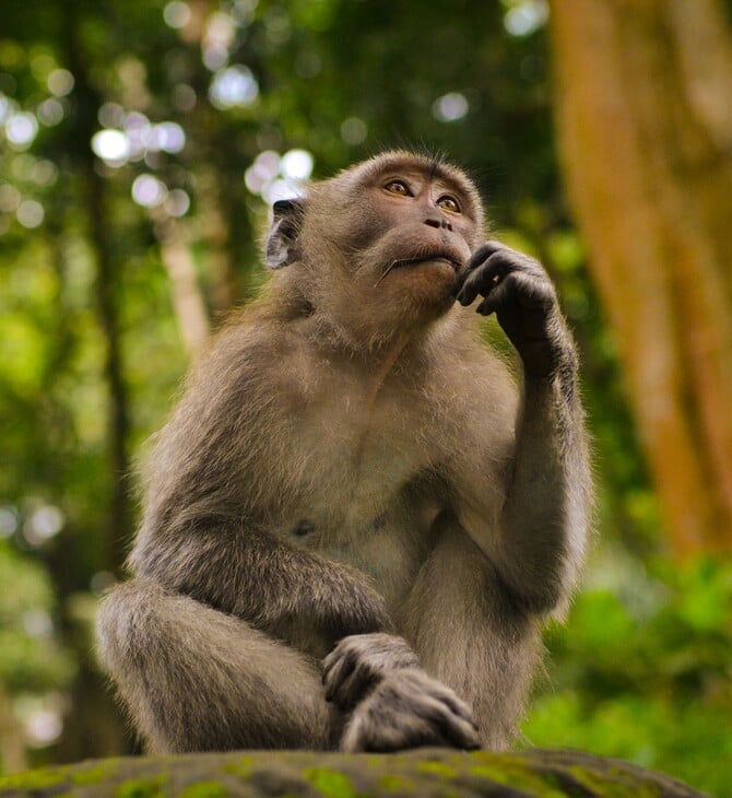 Έρευνα: Oι πίθηκοι στάθηκαν όρθιοι για να πιάσουν φύλλα και όχι φρούτα