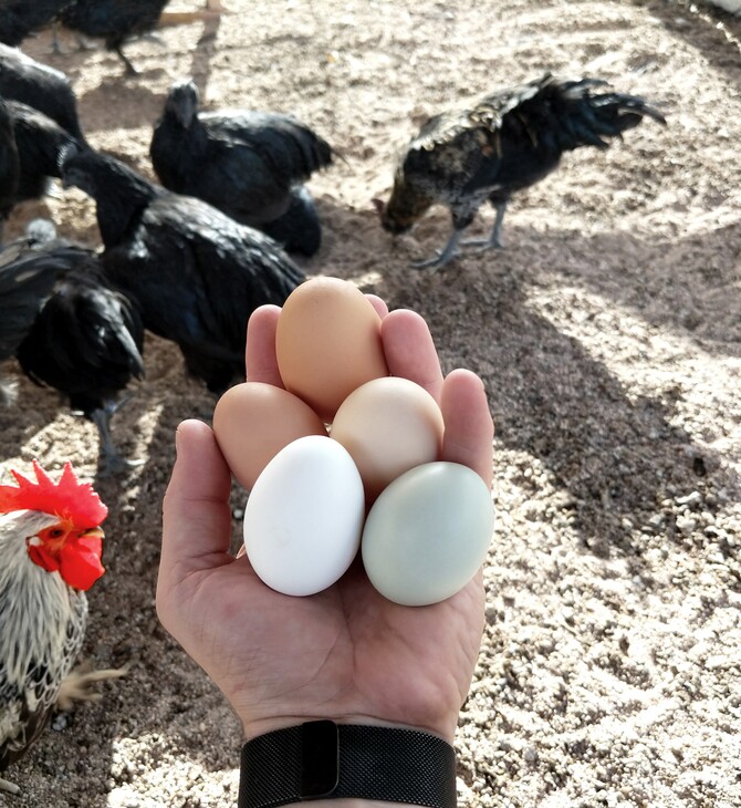 Η κότα έκανε το αυγό ή το αυγό την κότα; Επιστήμονες (πιστεύουν ότι) βρήκαν επιτέλους απάντηση