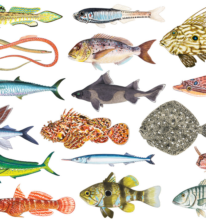 Όλα τα ψάρια των ελληνικών θαλασσών σε ένα μοναδικό βιβλίο