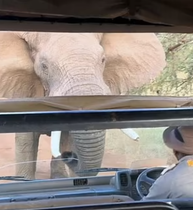 Άγριος ελέφαντας προσπαθεί να αναποδογυρίσει τουριστικό λεωφορείο