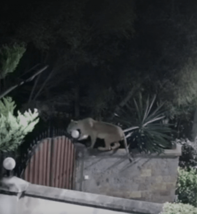 Κένυα: Βίντεο δείχνει την στιγμή που λιοντάρι μπαίνει σε σπίτι και κλέβει ροντβάιλερ
