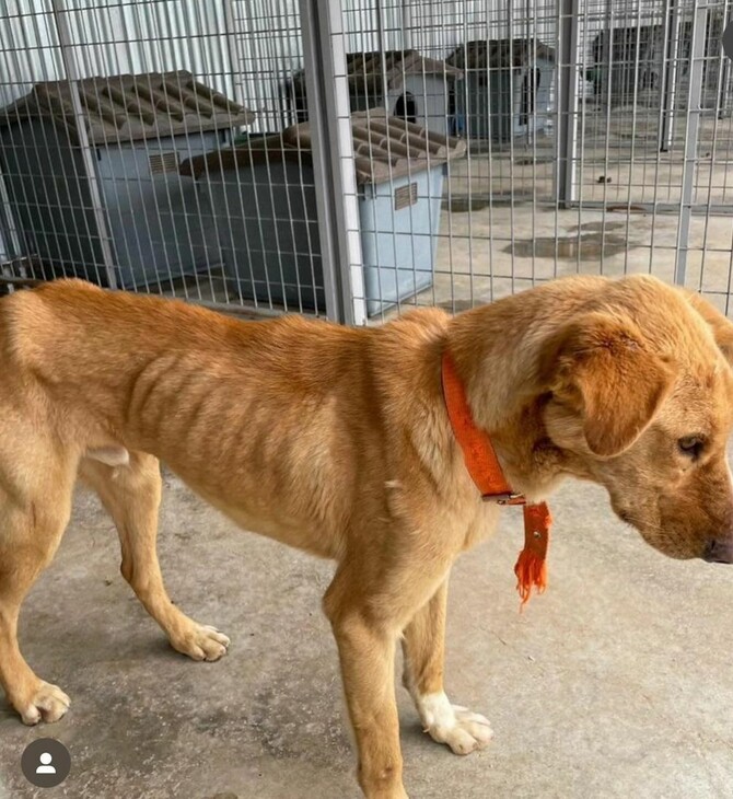 Eισαγγελική παρέμβαση για τα δεκάδες αποστεωμένα και υποσιτισμένα σκυλιά στην Τρίπολη