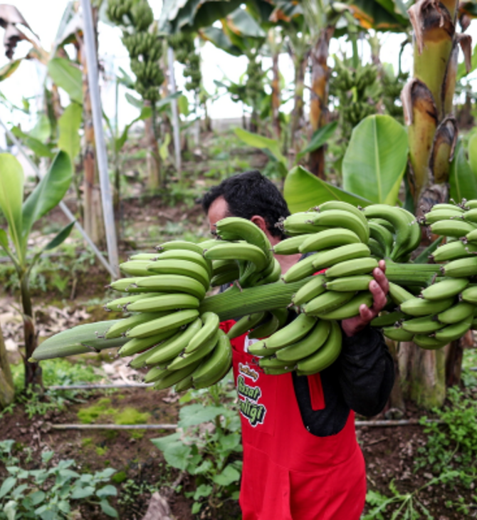 ΗΠΑ: Αποζημιώσεις ύψους 38,3 εκατ. δολαρίων από την Chiquita για τα θύματα ακροδεξιάς οργάνωσης στην Κολομβία