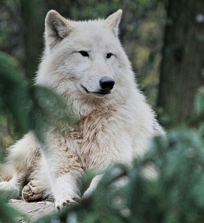 Γαλλία: Της επιτέθηκαν λύκοι ενώ έκανε τζόκκινγκ- Νοσηλεύεται σε κρίσιμη κατάσταση