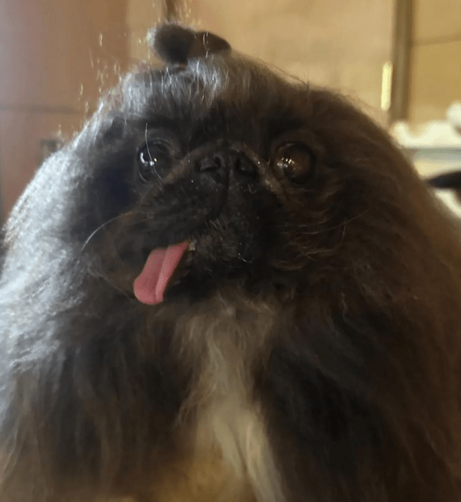 Αυτό το πεκινουά είναι και επίσημα ο πιο άσχημος σκύλος του κόσμου για φέτος