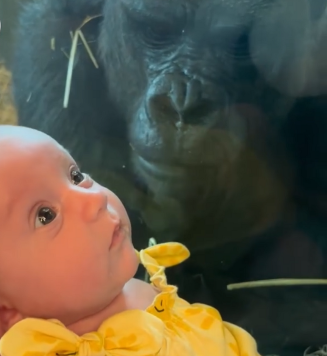 Η viral στιγμή που γορίλας επιχείρησε να φιλήσει μωρό μέσα από γυάλινο τοίχο