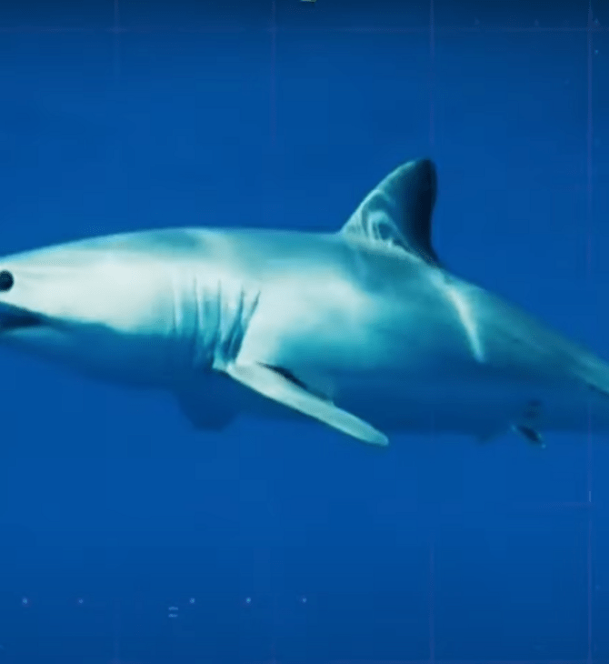 Βραζιλία: Καρχαρίες βρέθηκαν θετικοί σε κοκαΐνη