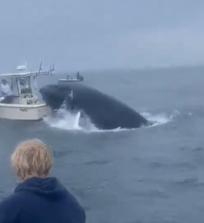 ΗΠΑ: Φάλαινα έπεσε πάνω σε βάρκα «εκτοξεύοντας» τους ψαράδες στη θάλασσα