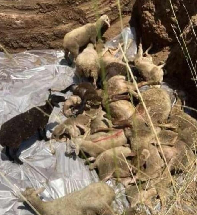 Πανώλη: Έθαψαν ζωντανά 350 πρόβατα στα Τρίκαλα- Αντιδράσεις και μήνυση Κουρέτα