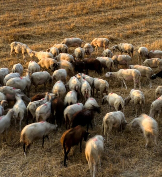Πανώλη στα αιγοπρόβατα: «Δεν θα υπάρξει συγκάλυψη για τα ζώα που θάφτηκαν ζωντανά», λέει ο Κουρέτας