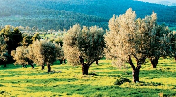 Οι Έλληνες αγοράζουν πια χωράφια για τα παιδιά τους