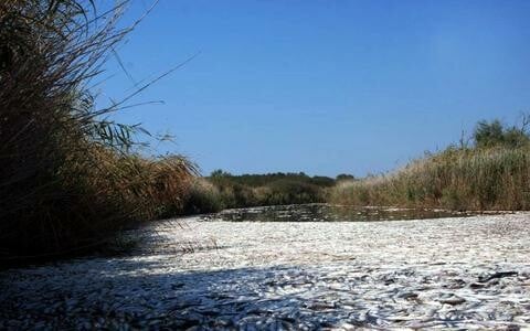 Χιλιάδες ψάρια νεκρά βρέθηκαν στη λίμνη Ισμαρίδα