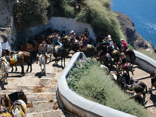 Απάντηση Βορίδη στην επιστολή διαμαρτυρίας του Tommy Lee για τα γαϊδουράκια της Σαντορίνης