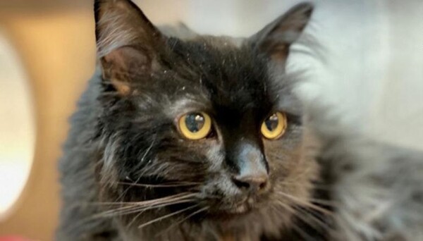 Αυτή η γάτα χάθηκε πριν από πέντε χρόνια και βρέθηκε 1.200 μίλια μακριά. Σήμερα συνάντησε ξανά τον ιδιοκτήτη της