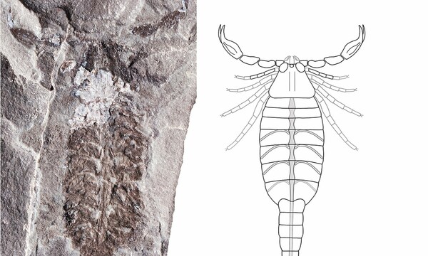 Πανάρχαιοι σκορπιοί ίσως έζησαν πρώτοι από όλα τα ζώα στην ξηρά - Ανακαλύφθηκε απολίθωμα 437 εκατ. ετών
