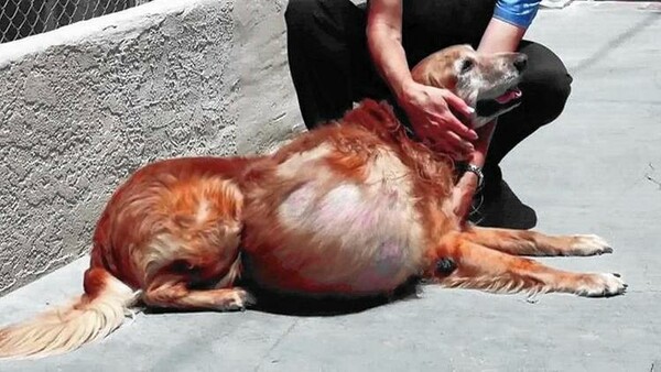 Καταδικάστηκε η ιδιοκτήτρια σκύλου που τον εγκατέλειψε με κακοήθη όγκο 19 κιλών