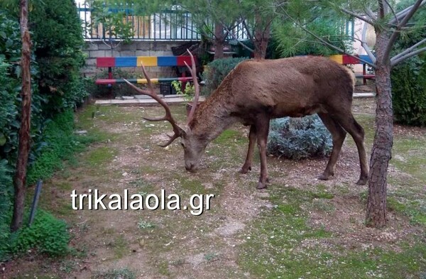 Πάρνηθα: Ελάφι έκανε «βόλτα» σε αυλές σπιτιών στους Θρακομακεδόνες