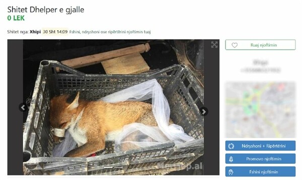 Αλυσοδεμένα αρκουδάκια & αλεπούδες σε κουτιά: Οργή για το online εμπόριο άγριων ζώων στην Αλβανία