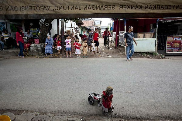 Παράδοση ή βασανιστήριο ζώων; Μαϊμούδες με μάσκες στην Τζακάρτα