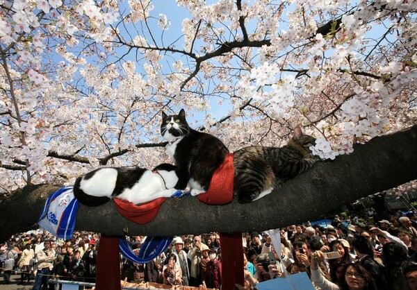 Η Ιαπωνία στους ρυθμούς του Hanami.