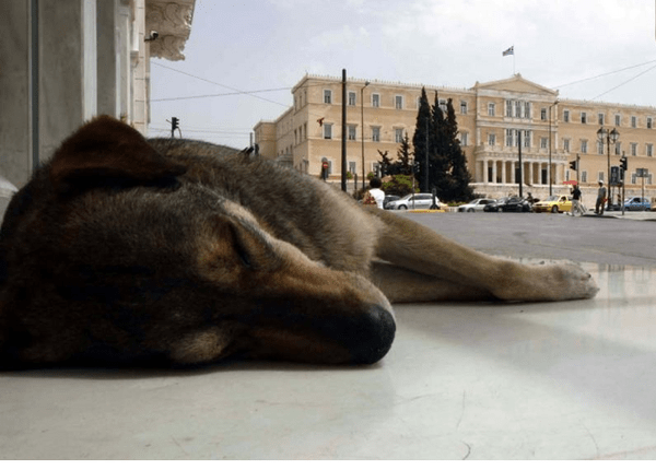 Πέθανε ένα από τα πιο αγαπητά αδέσποτα του Συντάγματος