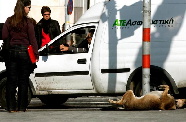 Πέθανε ένα από τα πιο αγαπητά αδέσποτα του Συντάγματος