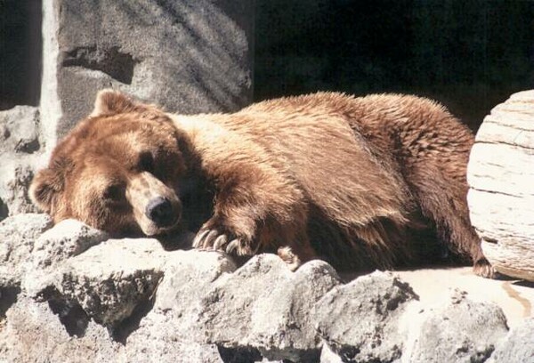 Έπεσαν για ύπνο οι αρκούδες στο Νυμφαίο