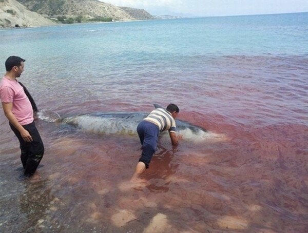 Κρήτη: Δελφίνια εγκλωβίστηκαν στην ακτή