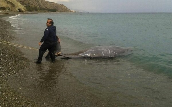 Κρήτη: Δελφίνια εγκλωβίστηκαν στην ακτή