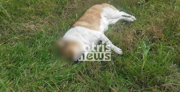 Φρικτό περιστατικό στην Αμαλιάδα: Έριξαν φόλες και σκότωσαν πέντε σκυλιά