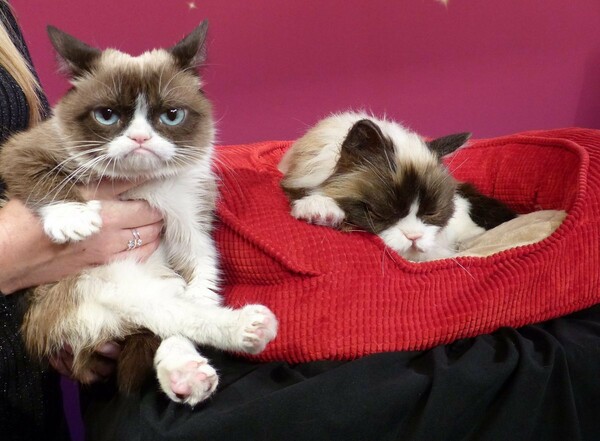 Η βλοσυρή Grumpy Cat μόλις κέρδισε 710.000 δολάρια σε αγωγή για δικαιώματα