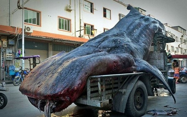 Σπάνιος φαλαινοκαρχαρίας μεταφέρεται για πώληση στην ψαραγορά της Κίνας