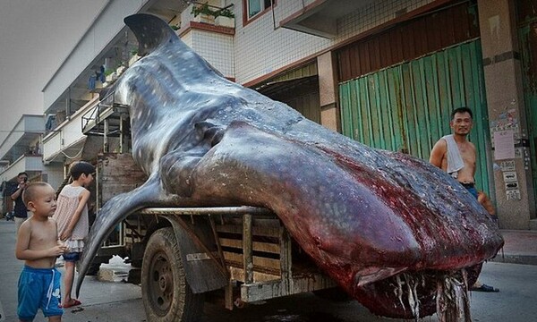 Σπάνιος φαλαινοκαρχαρίας μεταφέρεται για πώληση στην ψαραγορά της Κίνας