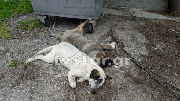 Αποτρόπαιες δολοφονίες αδέσποτων σε χωριό της Φθιώτιδας - Ο Γκλέτσος επικήρυξε τους δράστες