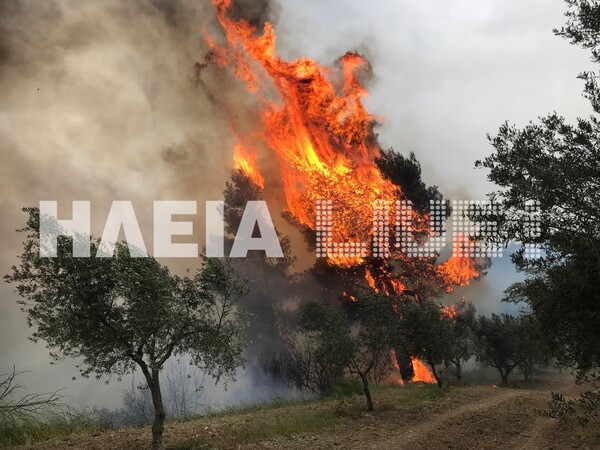 Μεγάλη πυρκαγιά στην Ηλεία - Ανησυχία για την αρχαία Ολυμπία