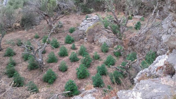 Εντοπίστηκε φυτεία με 1.700 δενδρύλλια κάνναβης στην Ιεράπετρα