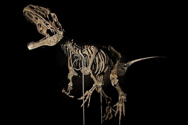 Σκελετός μυστηριώδους δεινοσαύρου πουλήθηκε έναντι 2,3 εκατ. δολαρίων στο Παρίσι