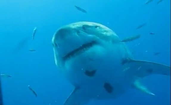 Είναι αυτός ο μεγαλύτερος καρχαρίας που έχει βιντεοσκοπηθεί ποτέ;