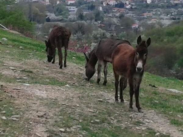 Στην Πελοπόννησο καταπολεμούν την κρίση εκτρέφοντας γαϊδούρια