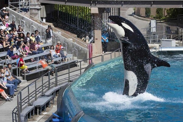 Σκάνδαλο Seaworld: Η εταιρεία θαλάσσιων πάρκων παραδέχτηκε ότι κατασκόπευε ζωοφιλικές οργανώσεις