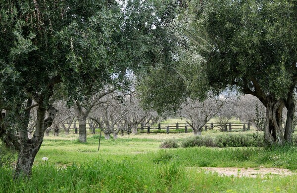 "Ένεση" 700.000 ευρώ για να λυθούν τα προβλήματα στο Πάρκο Τρίτση