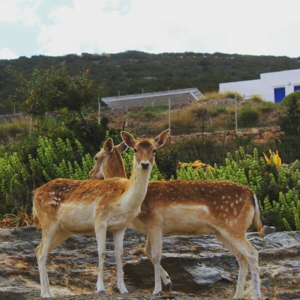 30 νέες φωτογραφίες απ' τα τέλεια ζώα των αναγνωστών μας