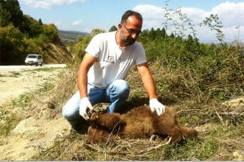 Ακόμα μια νεκρή αρκούδα από τροχαίο