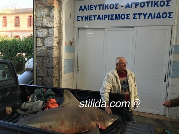 Πιάστηκε στη Στυλίδα καρχαρίας 100 κιλών και 2,5 μέτρων