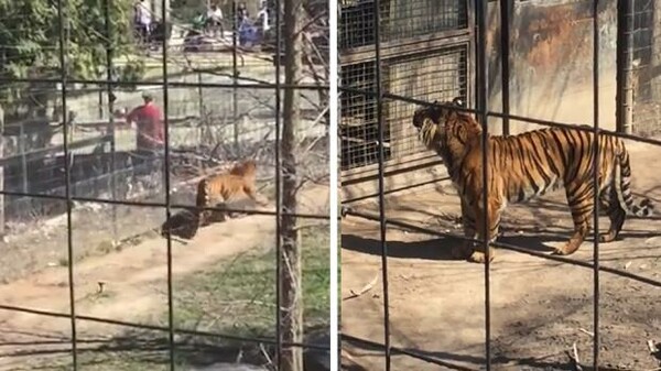 Έρευνα για το απίστευτο περιστατικό με τη γυναίκα που πήδηξε την περίφραξη κλουβιού με τίγρεις για να πάρει το καπέλο της